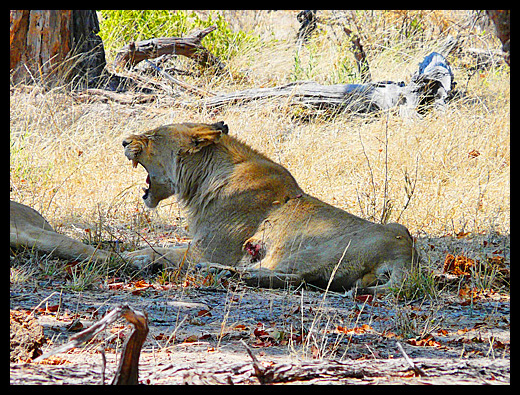 lion